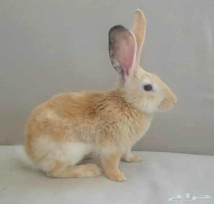 أرنب منزلي 0
