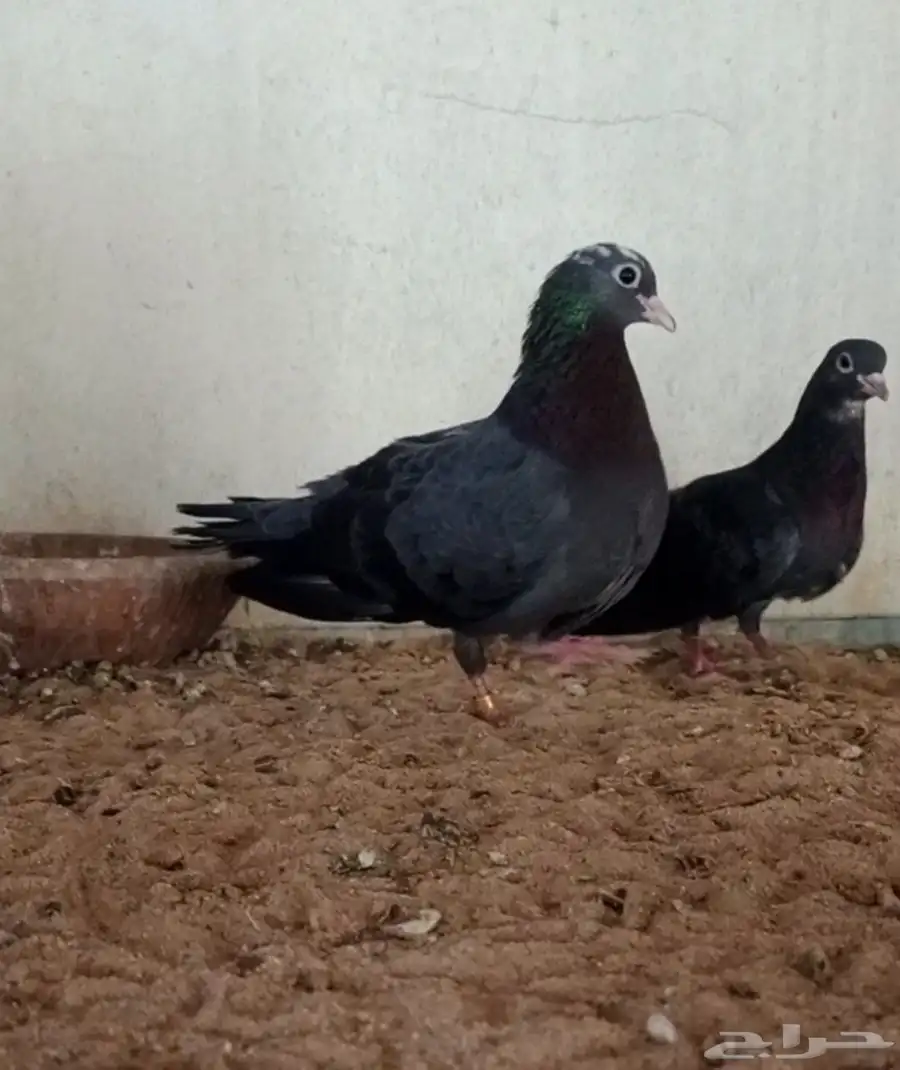 جوز صنعاني بفروخه 1