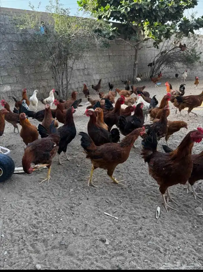 دجاج فرنسي للبيع 4