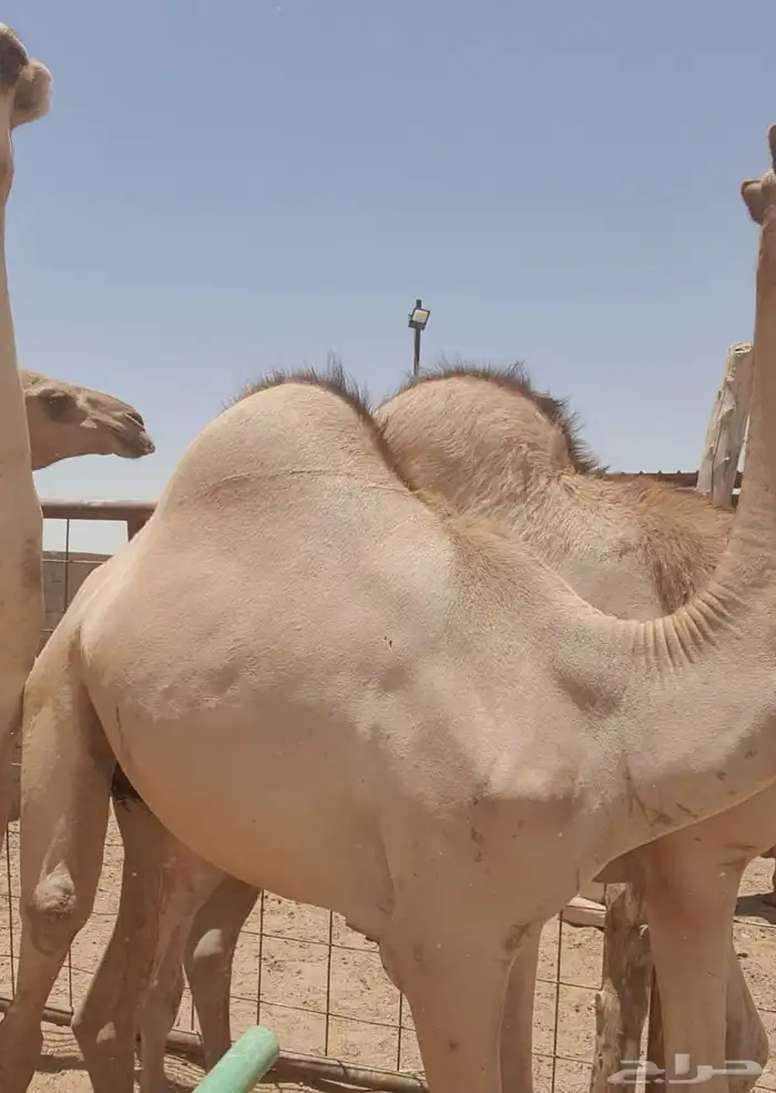 قعدان ملاحم فاخره 0