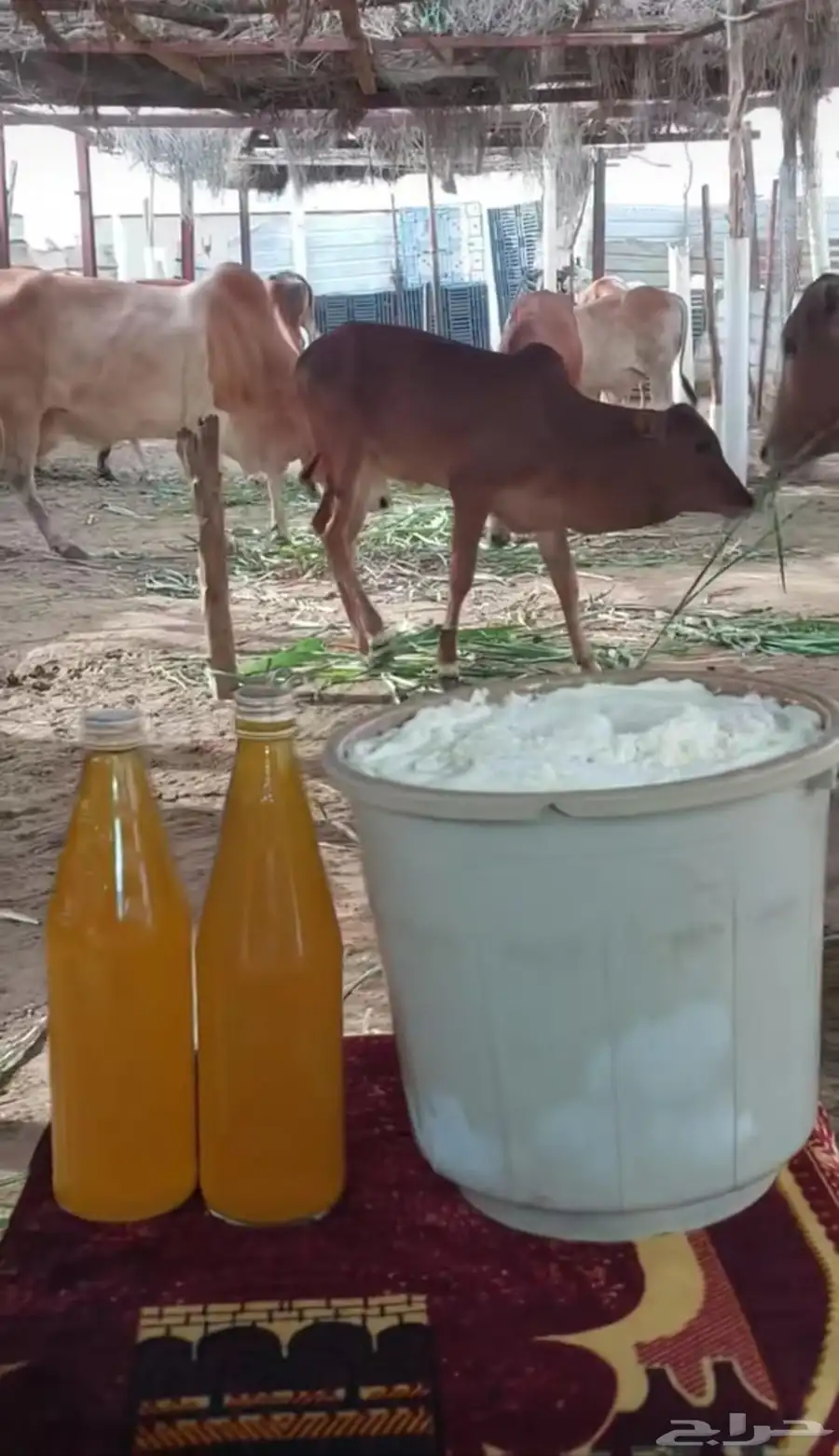 ماشاءالله سمن بلدي على اشرط 1