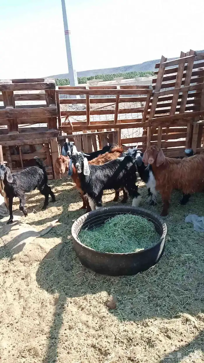 العدد 4عمارها 7شهور سمان ماشاءالله 1