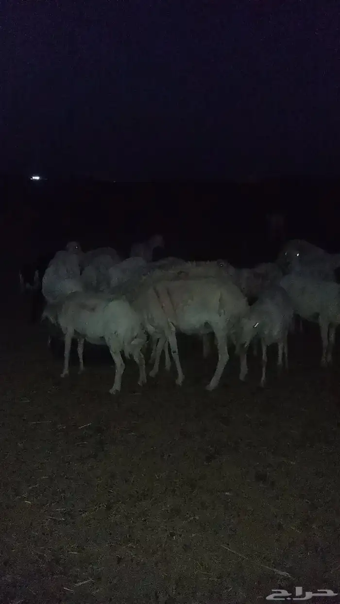 السلام عليكم ورحمة الله وبركاته 1