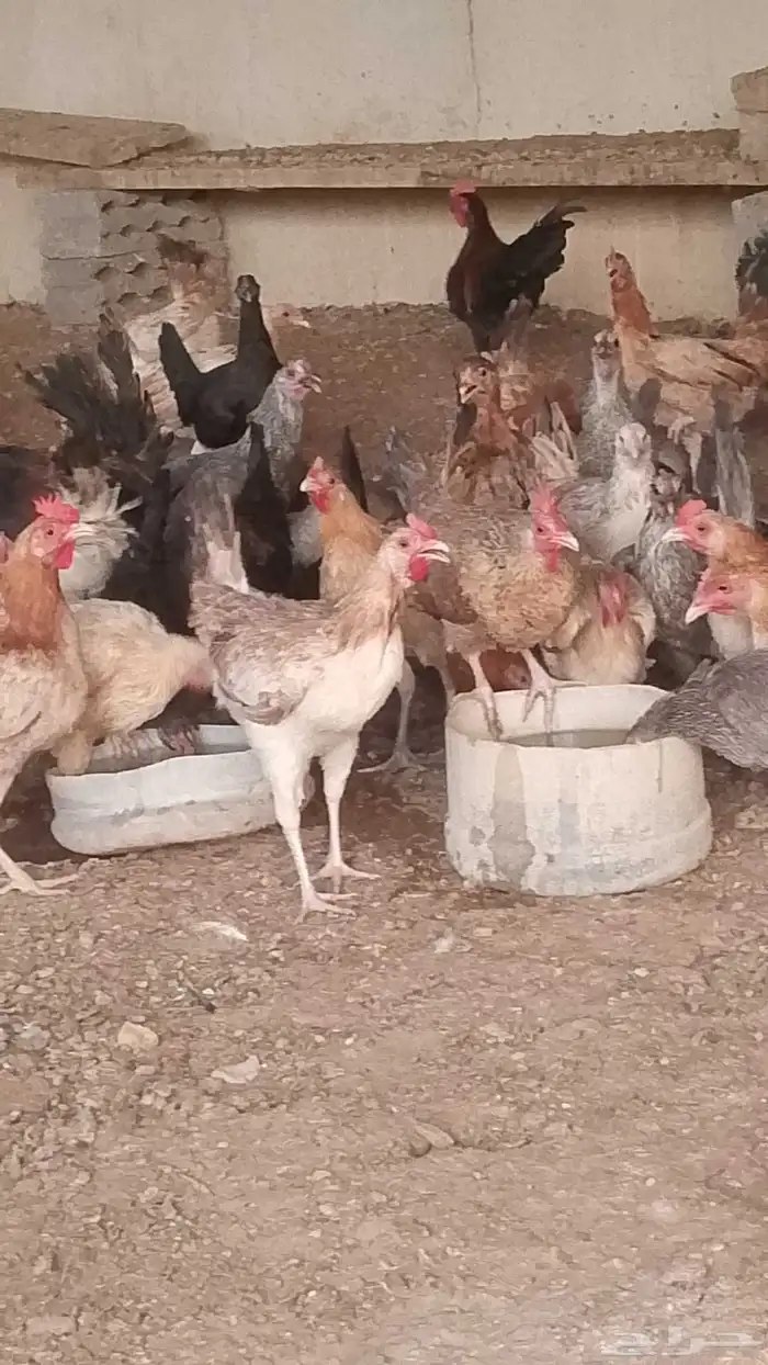 دجاج بلدي بياض من انضف دجاج 6