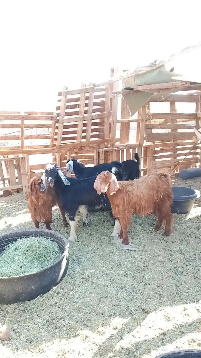 العدد 4عمارها 7شهور سمان ماشاءالله 2