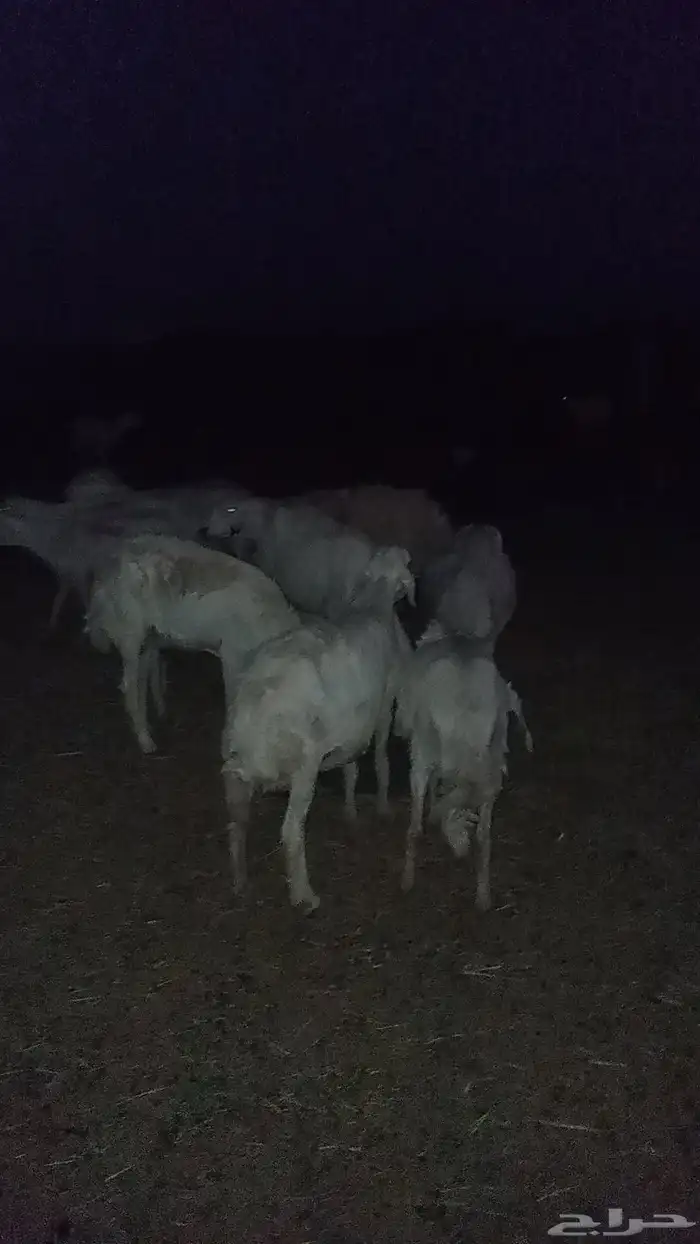 السلام عليكم ورحمة الله وبركاته 3