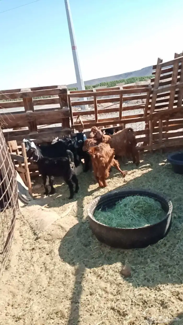 العدد 4عمارها 7شهور سمان ماشاءالله 0