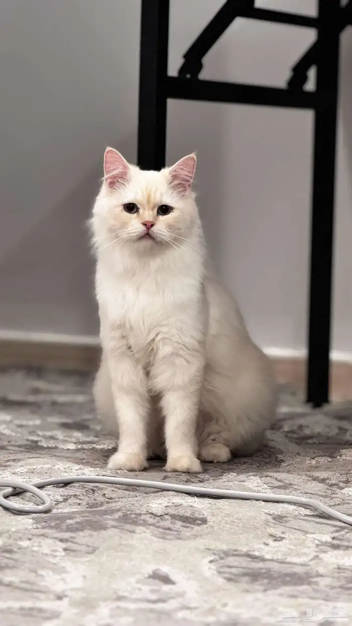 قطط مفقودين 2