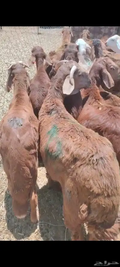 برابر وتيوس صوماليه وسواكن حمرى جذع 5