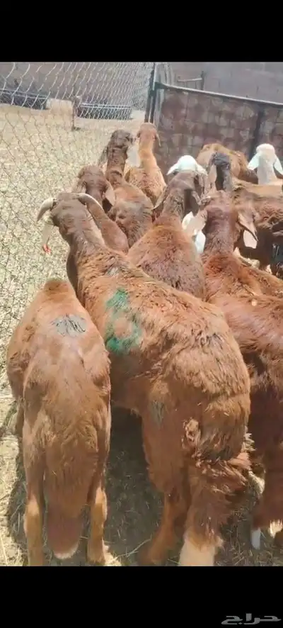 برابر وتيوس صوماليه وسواكن حمرى جذع 3
