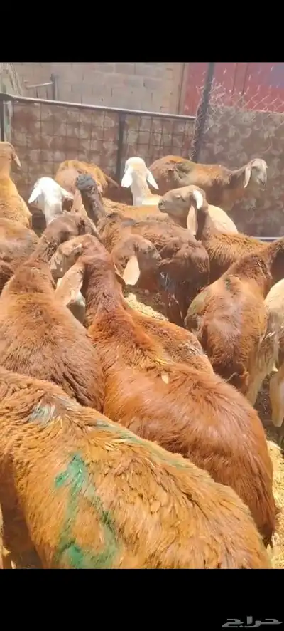 برابر وتيوس صوماليه وسواكن حمرى جذع 4