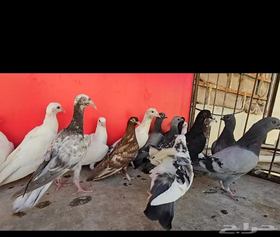فروخ حمام احجام وانوع مختلفه زينه وعايدي 4