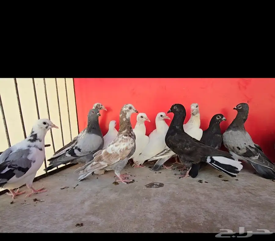 فروخ حمام احجام وانوع مختلفه زينه وعايدي 3
