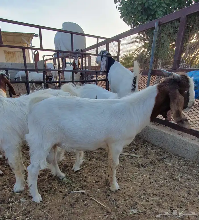 للبيع 4 تيوس هجين بورقوت 4 أشهر 2