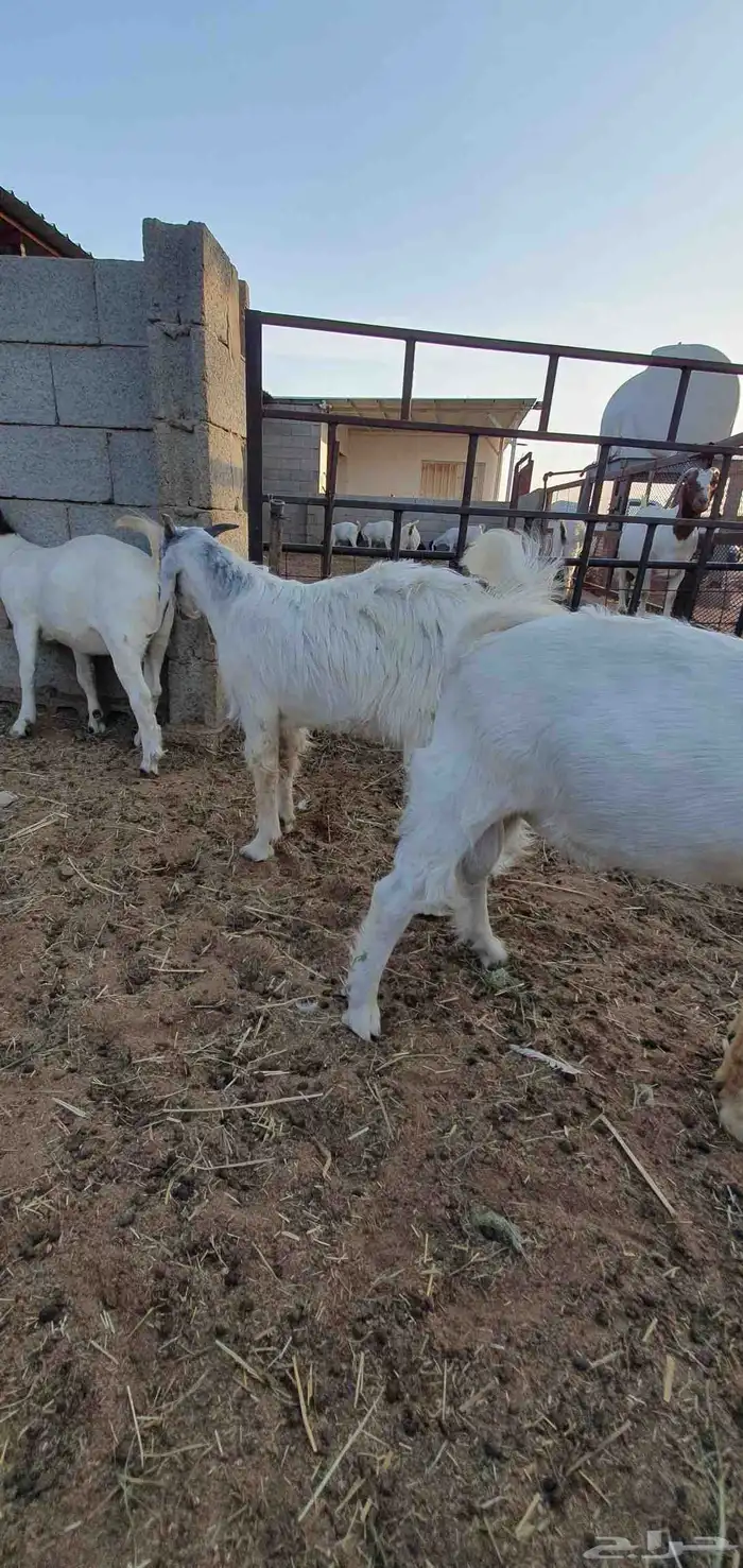 للبيع 4 تيوس هجين بورقوت 4 أشهر 4