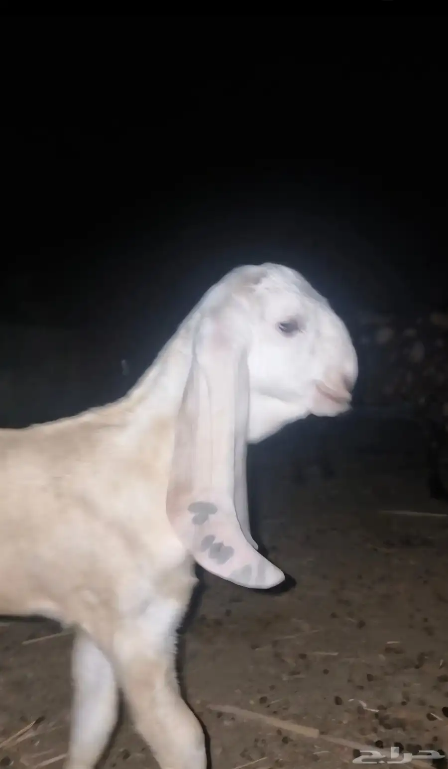 جفر بنجابي مشروع فحل فاخر 3
