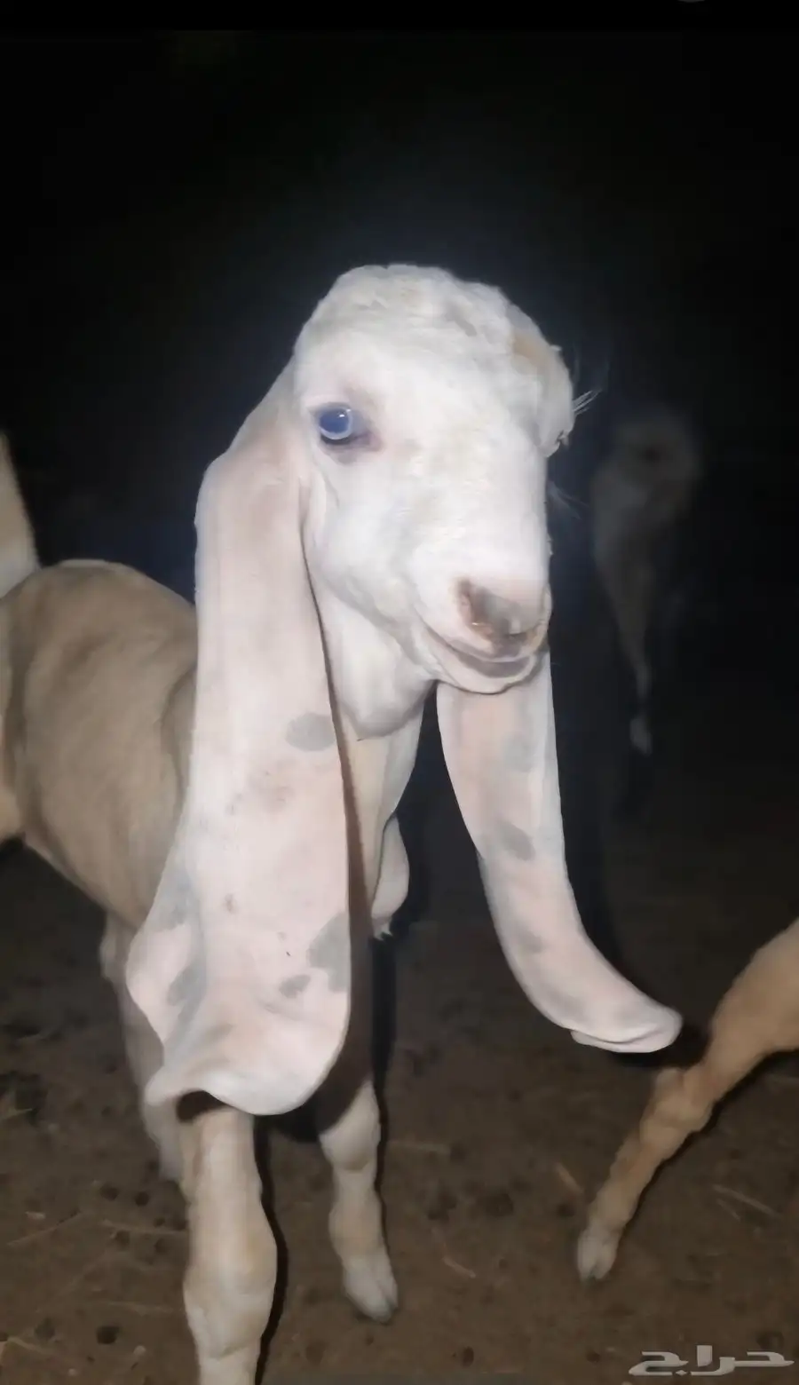 جفر بنجابي مشروع فحل فاخر 4