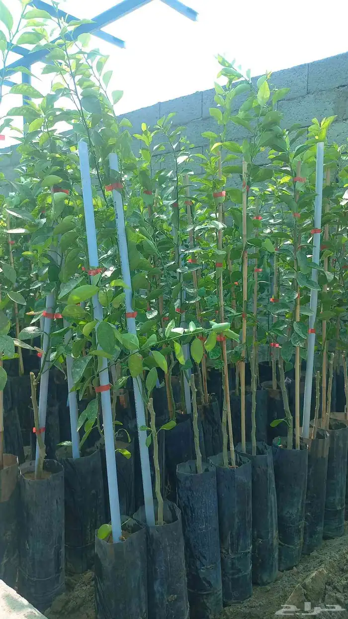 حمضيات للبيع 3