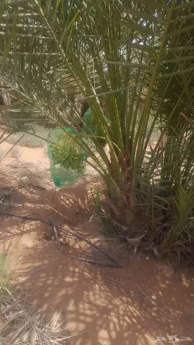نخل للبيع بجميع انواعه طالع اطايف 7