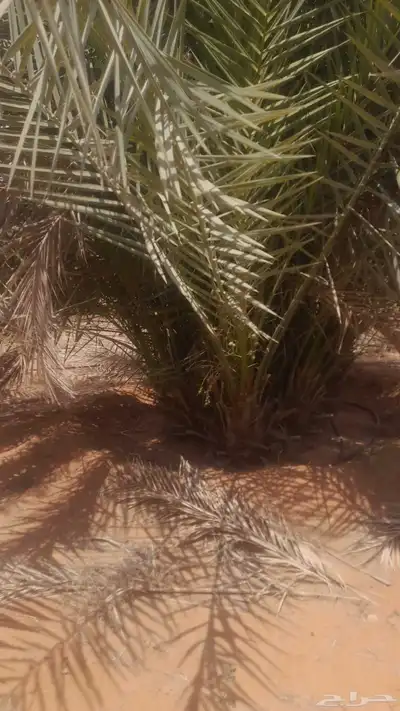 نخل للبيع بجميع انواعه طالع اطايف 4