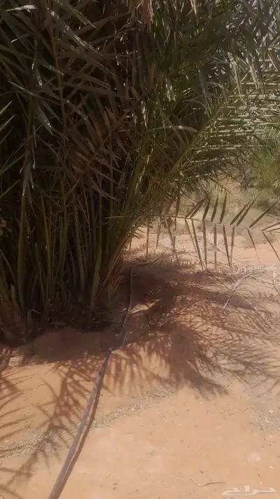 نخل للبيع بجميع انواعه طالع اطايف 5
