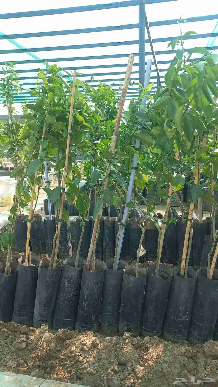 حمضيات للبيع 2