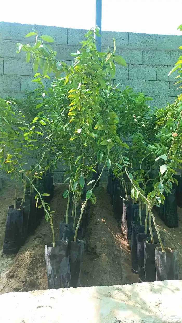 حمضيات للبيع 0