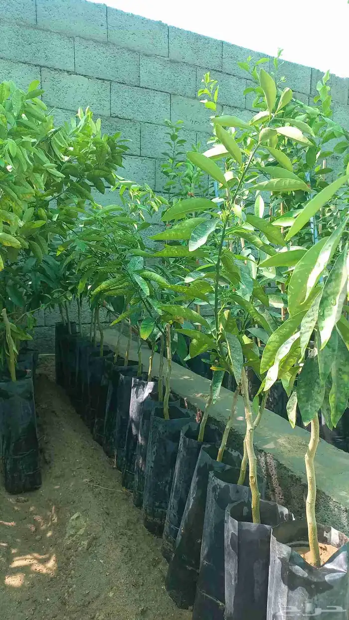 حمضيات للبيع 1