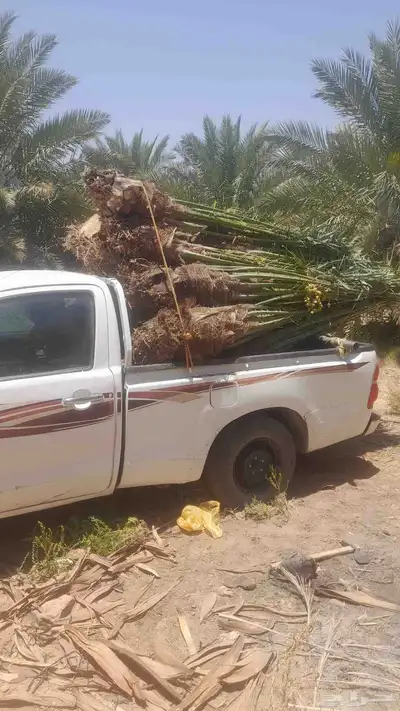 نخل للبيع بجميع انواعه طالع اطايف 1