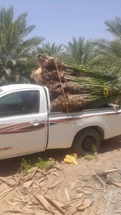 نخل للبيع بجميع انواعه طالع اطايف 0