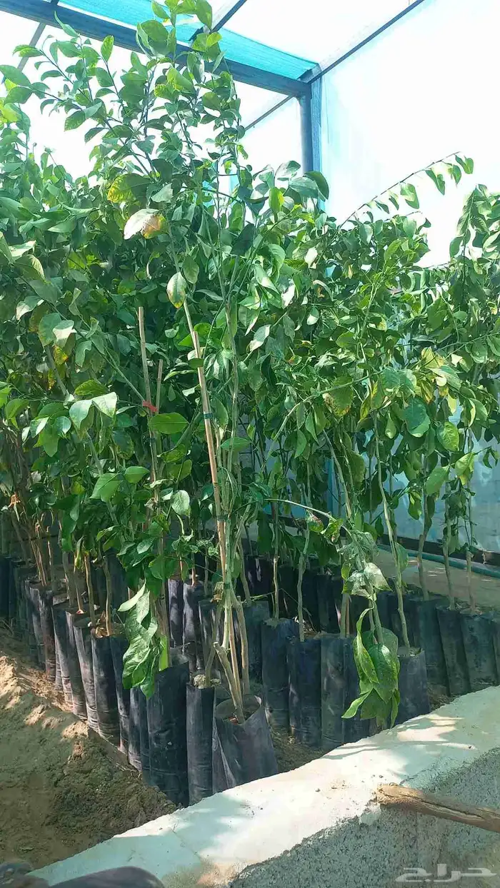 حمضيات للبيع 4