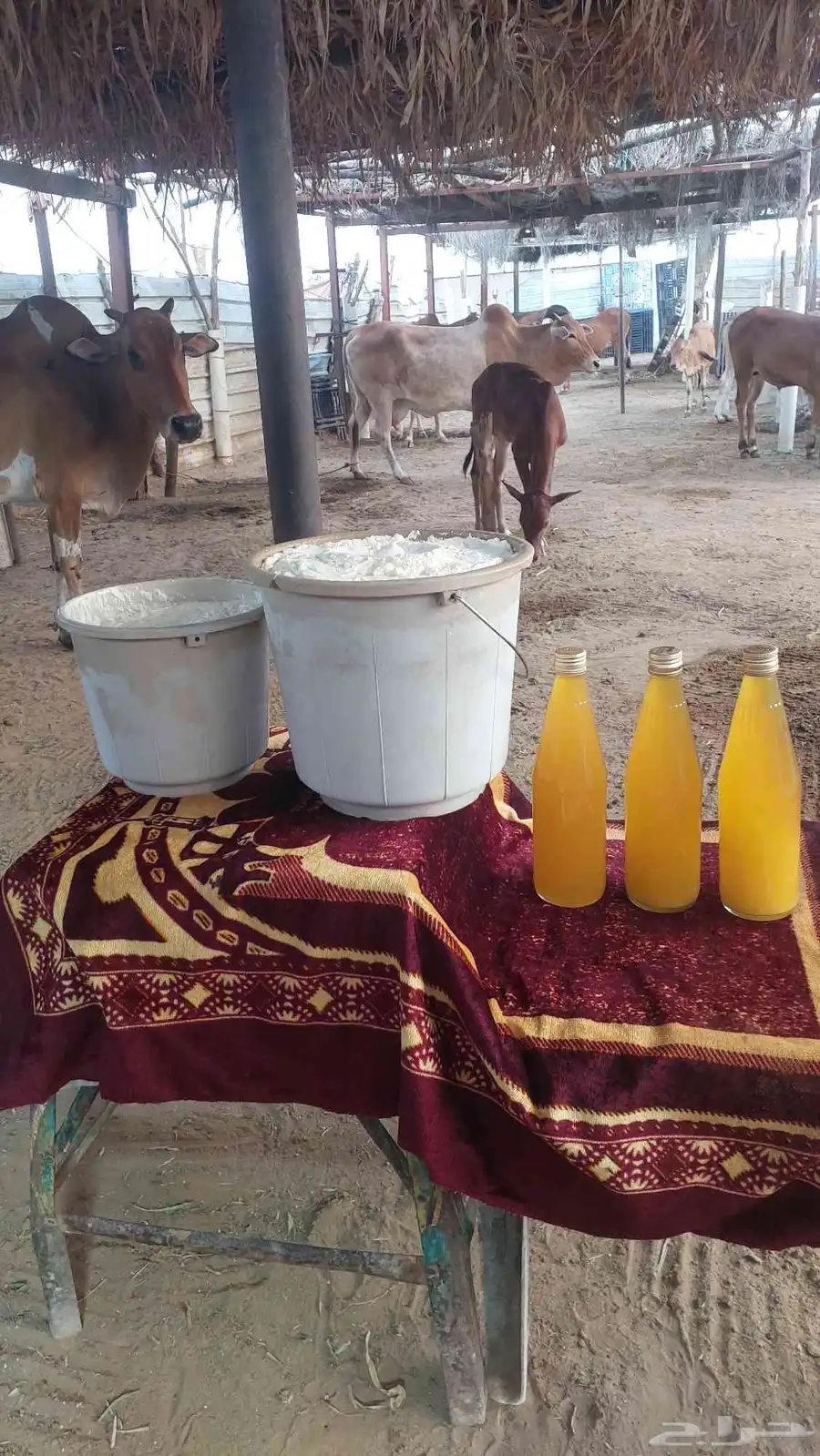ماشاالله سمن بلدي علي اشرط 7