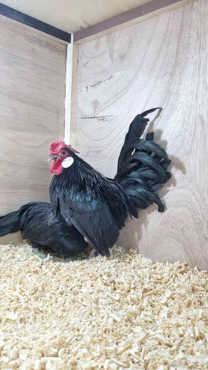 دجاج زينة مميز قزم 0