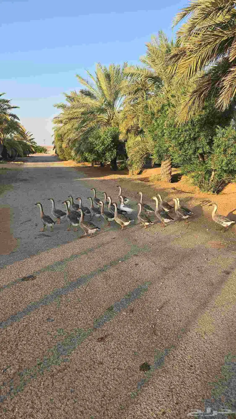 وز عراقي كوبرا بيور اعمار صغيره 0