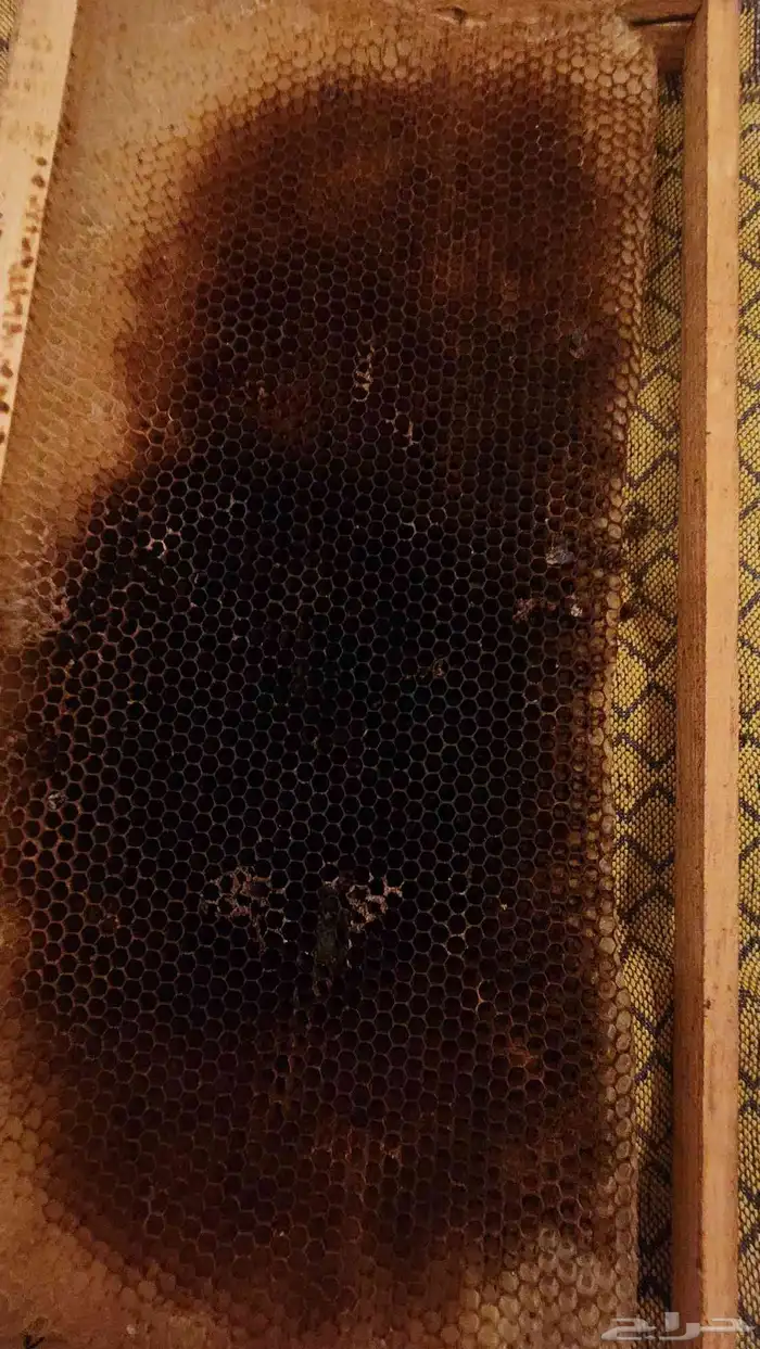 براويز نحل نظيفة ومحفوظة في الفريزن 1