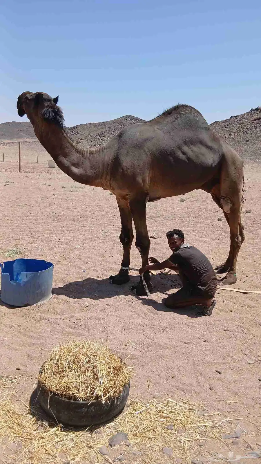 للبيع القعود المجهم الكفو السن ثني index