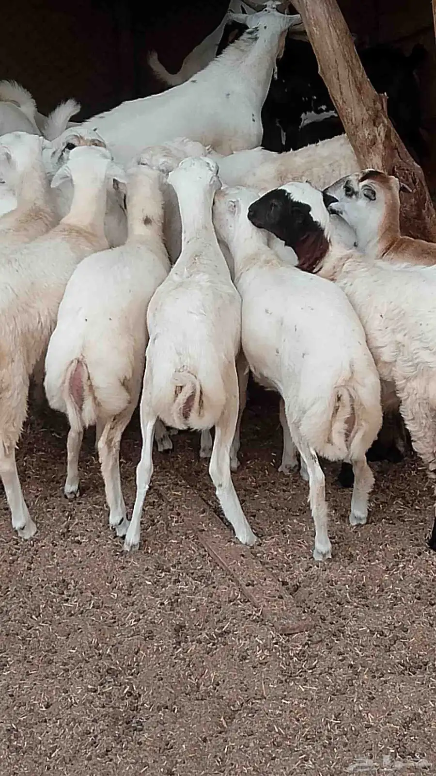 معنا رخيل بلدي رقم واحد معانا عنق بلدي مزايين طيبه معنا تيوس 0