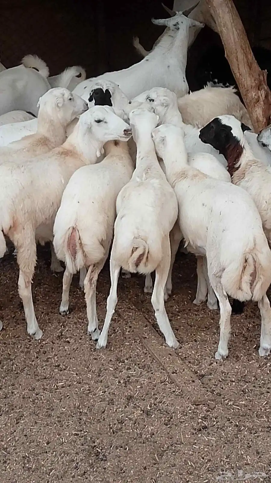معنا رخيل بلدي رقم واحد معانا عنق بلدي مزايين طيبه معنا تيوس 2