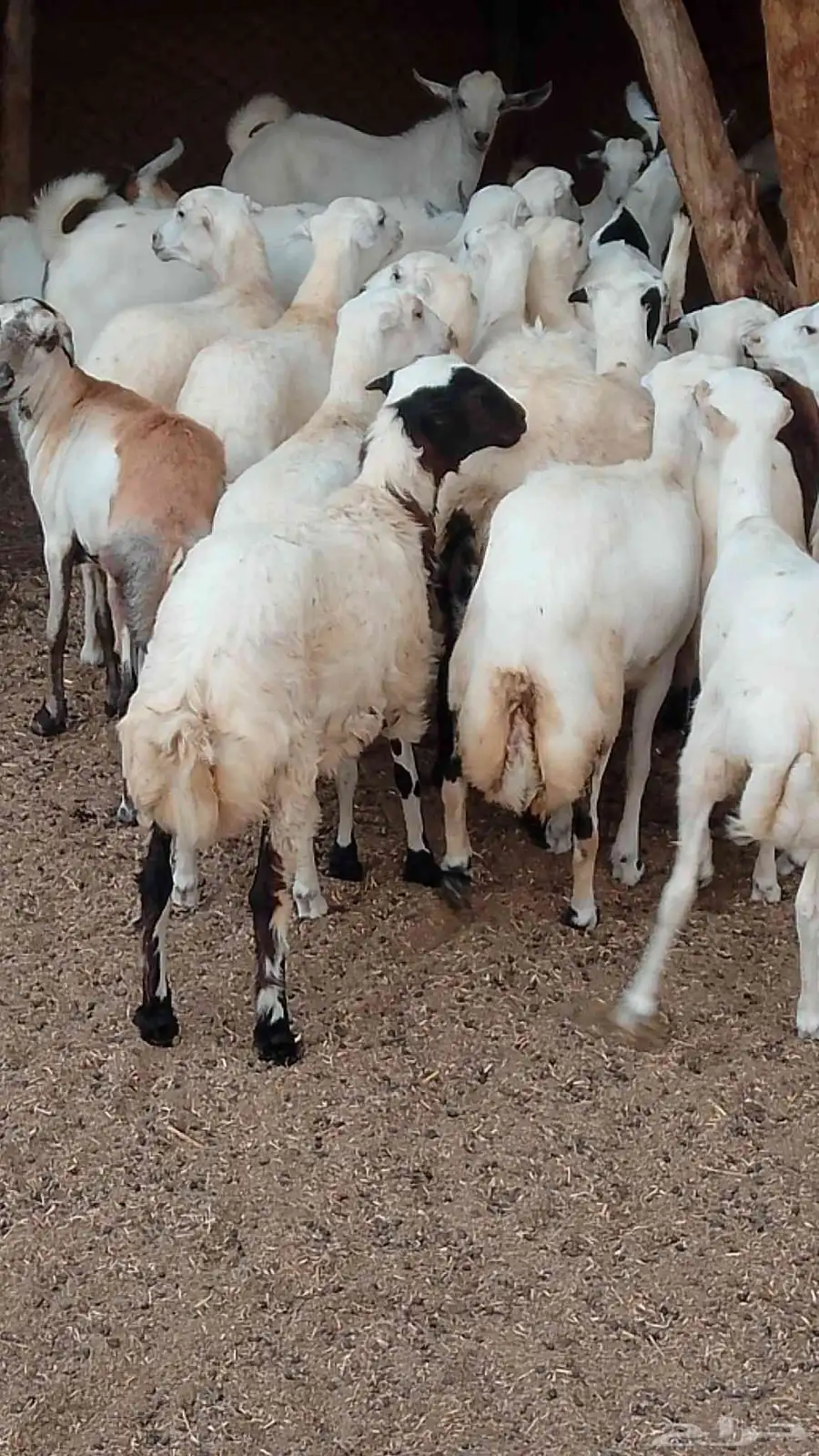 معنا رخيل بلدي رقم واحد معانا عنق بلدي مزايين طيبه معنا تيوس 1