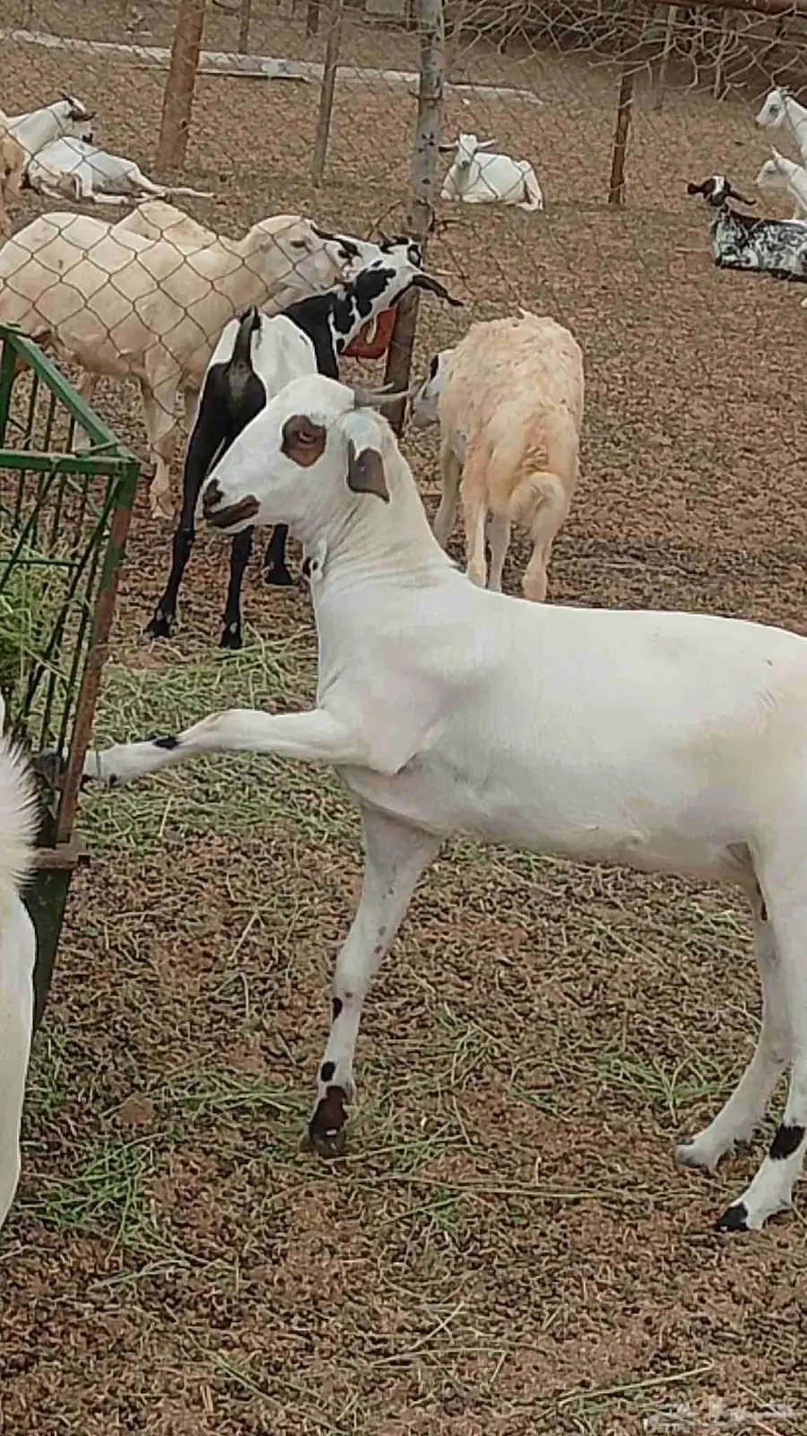 معنا رخيل بلدي رقم واحد معانا عنق بلدي مزايين طيبه معنا تيوس 7