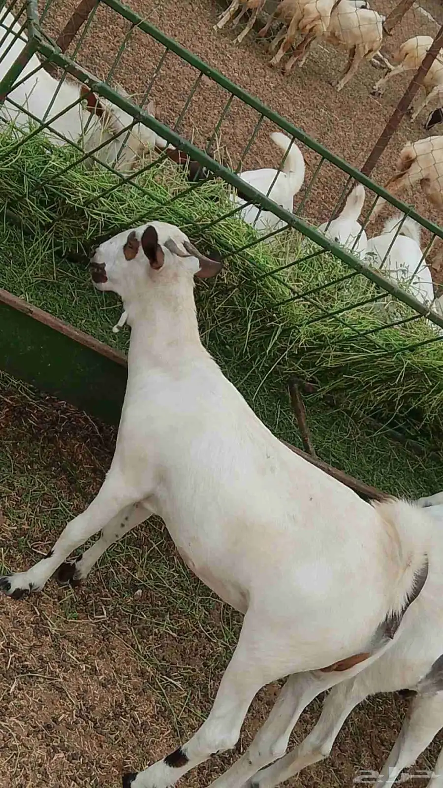معنا رخيل بلدي رقم واحد معانا عنق بلدي مزايين طيبه معنا تيوس 6