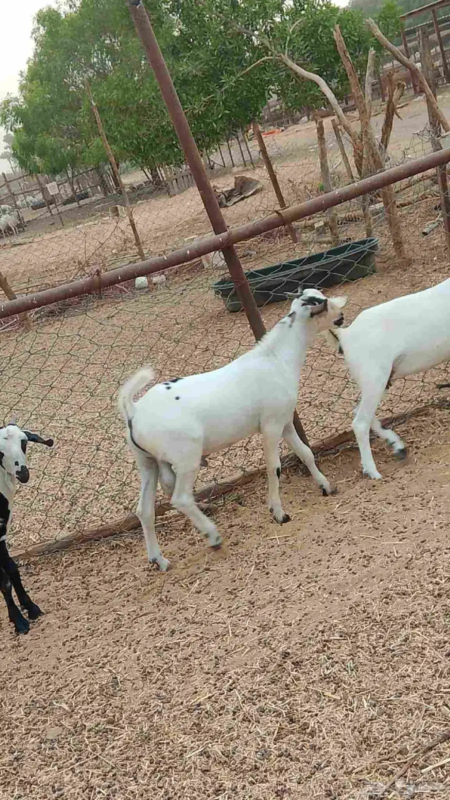 معنا رخيل بلدي رقم واحد معانا عنق بلدي مزايين طيبه معنا تيوس 8