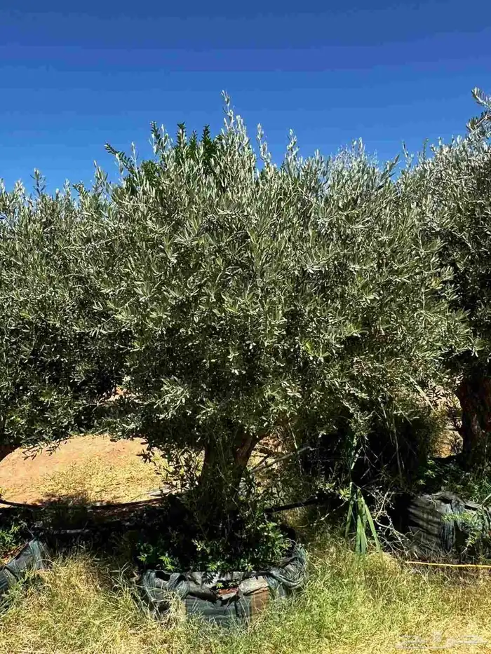 زيتون مراكن وأرض محضن 3