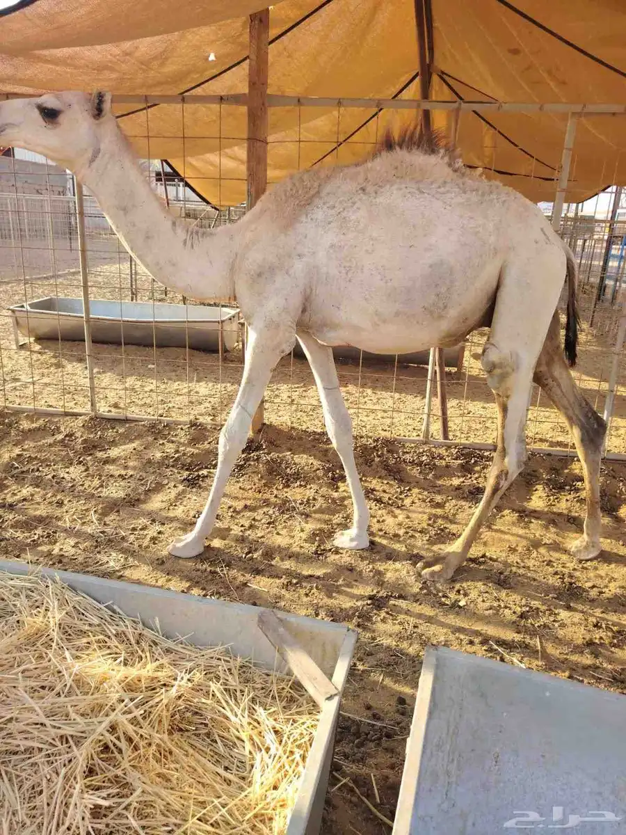 اللي عنده مناسبة او ملحمة متوفر قعدان طيبة تبارك الله 4