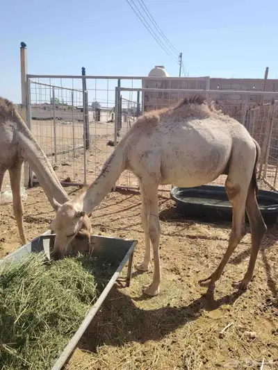 برابر وتيوس صوماليه وسواكن حمرى جذع 0