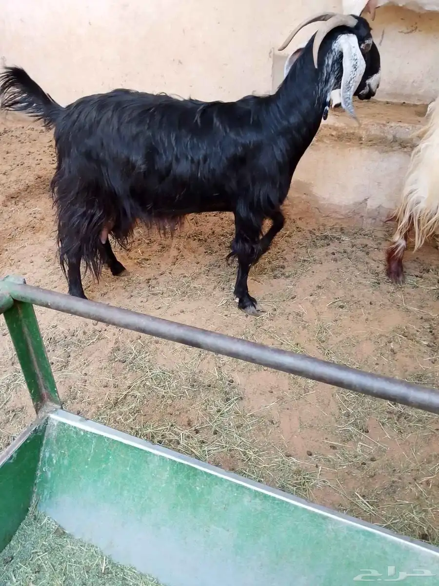 عنز للبيع سوداء عارضية... بريدة 3