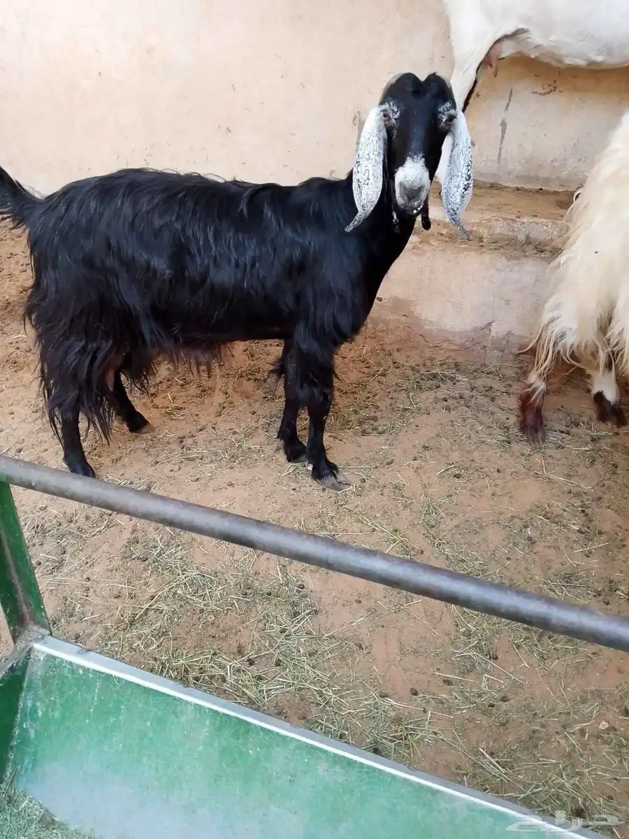 عنز للبيع سوداء عارضية... بريدة 0