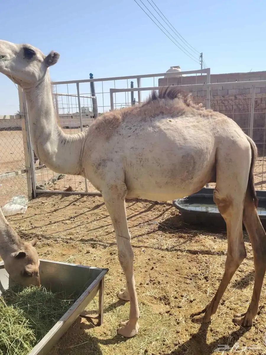 اللي عنده مناسبة او ملحمة متوفر قعدان طيبة تبارك الله 0