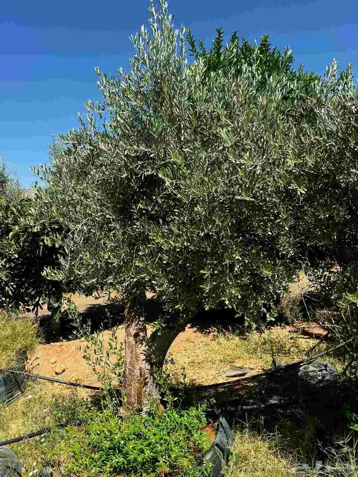 زيتون مراكن وأرض محضن 4