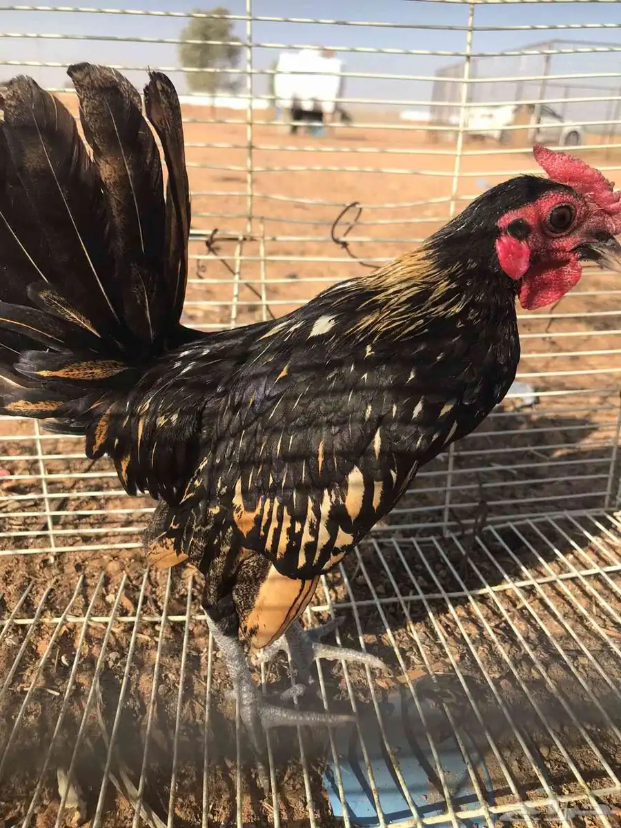 دجاج شهرين ونص وديك سبرايت العمر ثلاث شهور ونص تقريبا 1